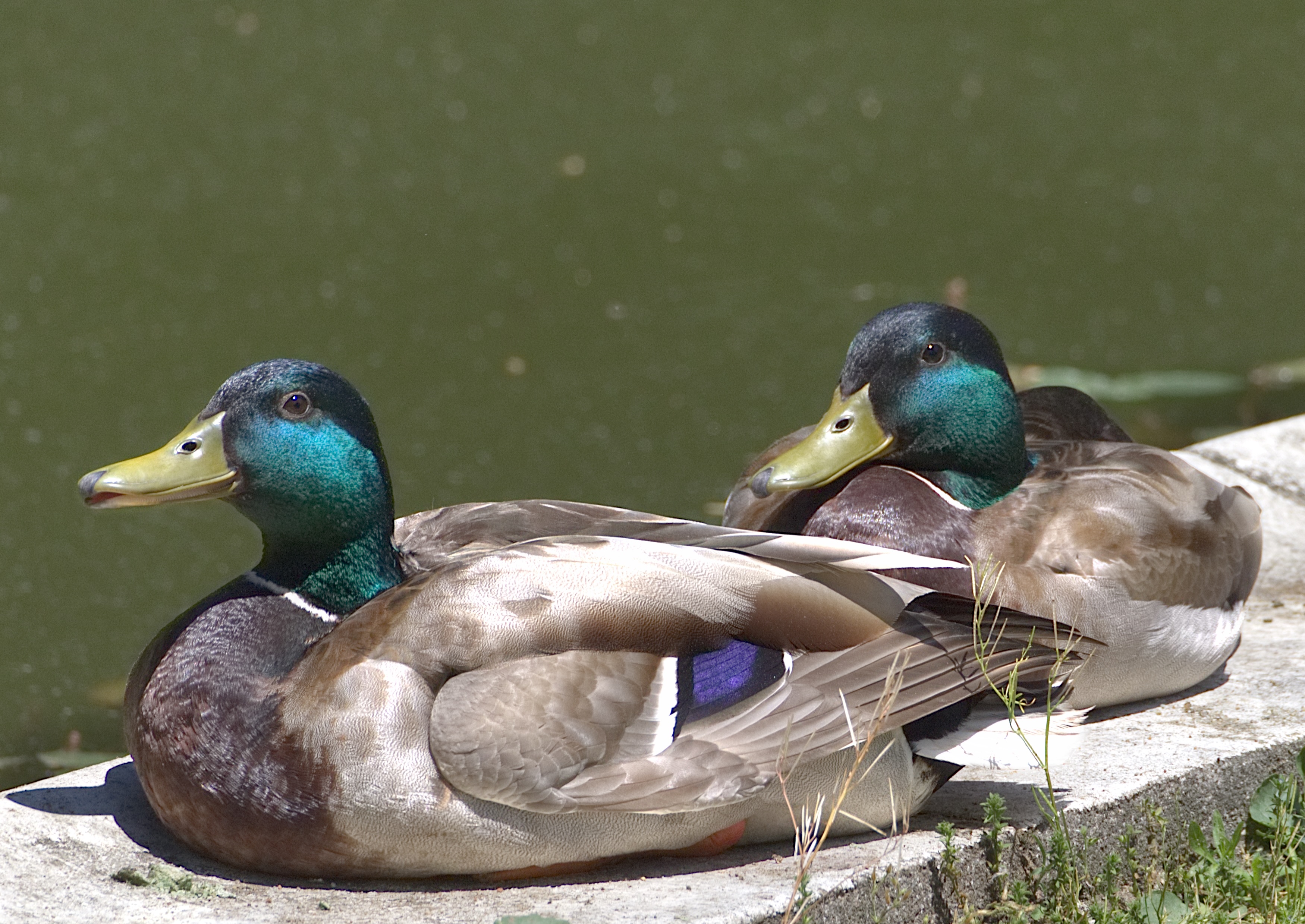 Two male mallard ducks with green heads, golden beaks and detailed feathers resting on rectangular rocks at the edge of a dark green pool