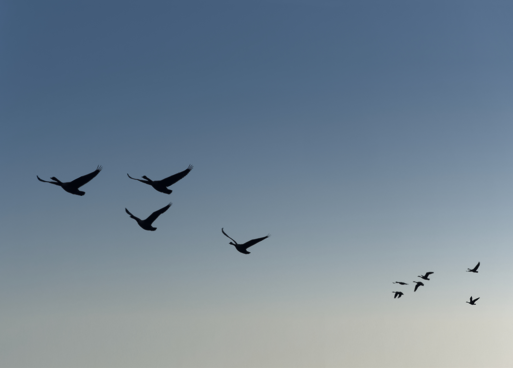 Ten Canada geese seen in silhouette in a deep blue, darkening sky with lighter color in distance