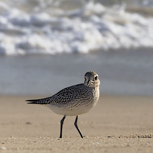 Zoomed-in view of a sandpiper bird standing sidways but looking towards the camera in sand near an ocean with a blurred view of the surf in the background