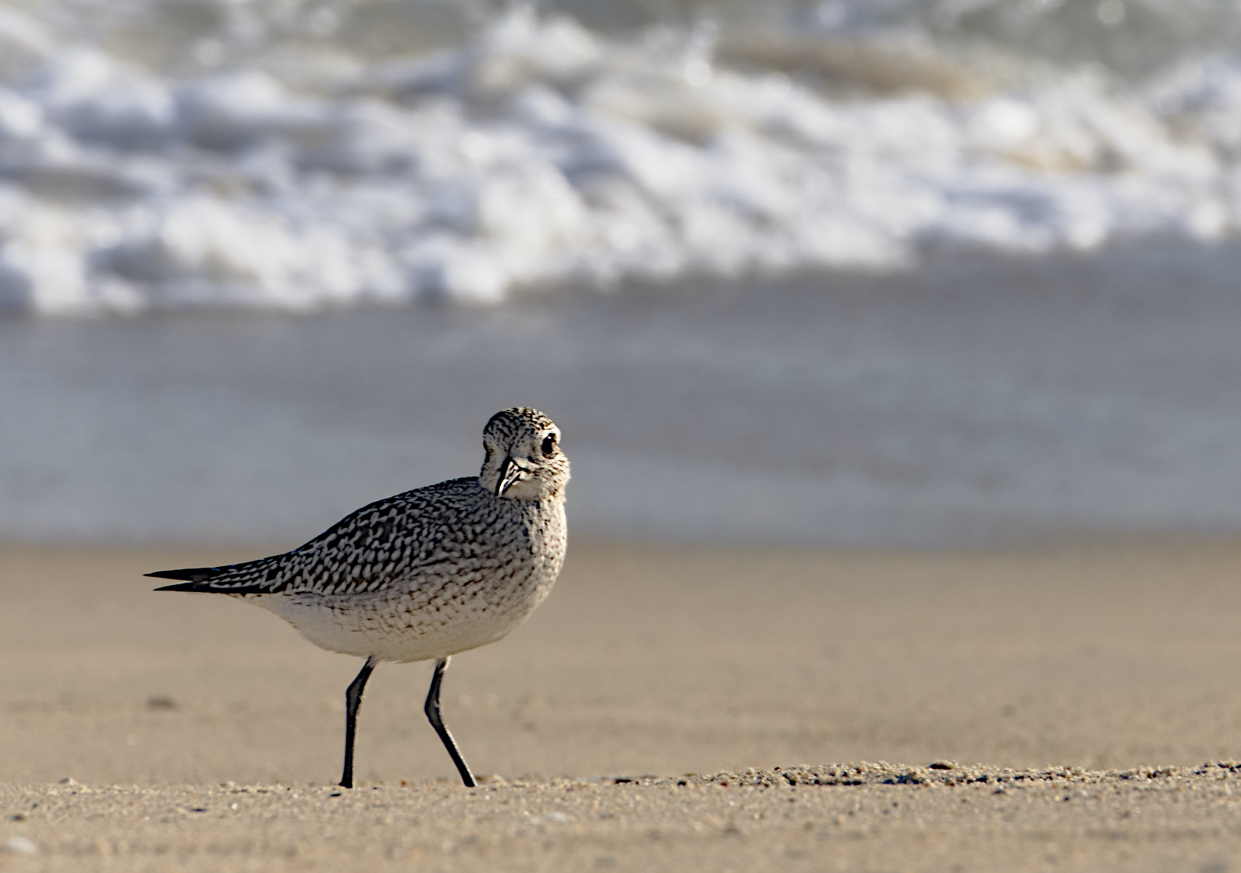 Zoomed-in view of a sandpiper bird standing sidways but looking towards the camera in sand near an ocean with a blurred view of the surf in the background